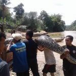 Tim BPBD Sijunjung Tangkap Ular Piton Sepanjang 6 Meter