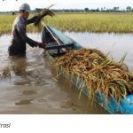 Akibat Banjir, 47 Hektare Sawah di Solok Selatan Rusak
