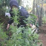 Polisi Temukan Ladang Ganja di Tilatang Kamang