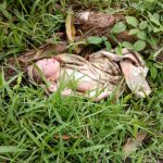 Seorang Bayi Ditemukan di Pinggir Jalan Kelok Aro, Saruaso, Tanah Datar.