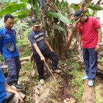 Tim Rescue Damkar Kota Payakumbuh Tangkap 9 Ekor Ular
