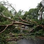 Badai Mengakibatkan Puluhan Pohon Tumbang Di Kota Padang
