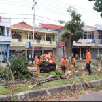 Cuaca Ekstrim, Pemko Tata Pohon Pelindung Yang Berpotensi Tumbang Dan Patah