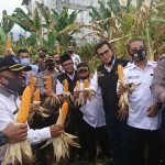 AKBP Alex Prawira, SH, SIK Panen Perdana Jagung Pokdar Kamtibmas Kota Payakumbuh