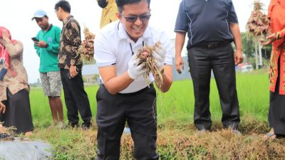 Pemko Payakumbuh Terus Dorong Petani Bawang untuk Lebih Produktif di Tengah Pandemi Covid-19