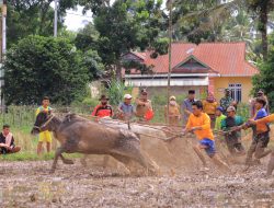 Wawako Erwin Yunaz Buka Perhelatan Pacu Jawi Tradisional