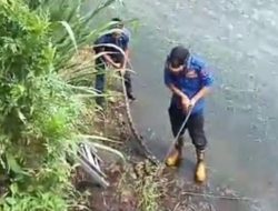 Ular Piton Berukuran Besar Berhasil Dievakuasi Damkar Payakumbuh Di Taman Ratapan Ibu