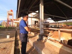 ASN Payakumbuh Berkurban, Sapi Dipotong Di RPH Modern