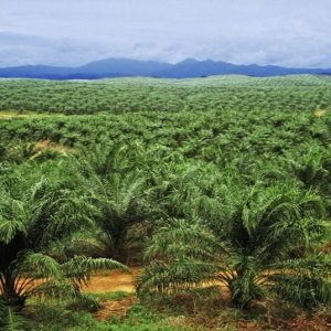 Harga Turun, Petani Sawit Terpekik