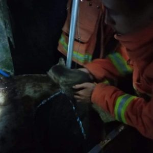 Damkar Payakumbuh Selamatkan Nyawa Kucing Yang Masuk Sumur