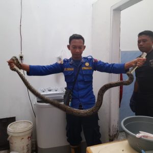 Damkar Kota Payakumbuh Amankan Ular Di Toko Mas Makmur