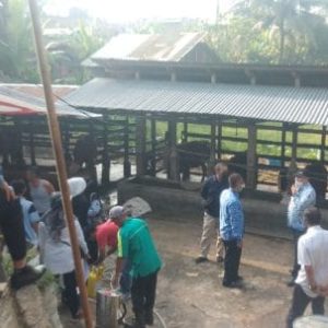Sekda Rida Ananda Tinjau Peternakan Sapi Di Payakumbuh