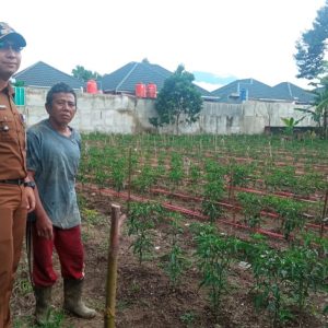 Turunkan Inflasi Daerah, Lurah Koto Tangah Ajak Warga Menanam Cabe