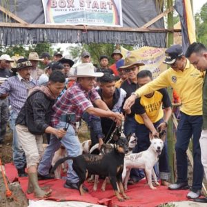 Dibuka Bupati Safaruddin, Ribuan Pecandunya Ramaikan Alek Buru Babi Di Sungai Talang