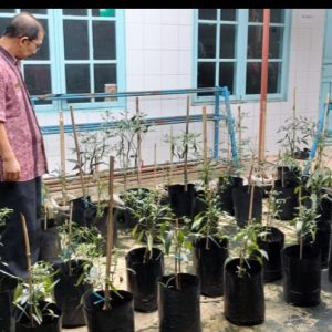 Lawan Inflasi, Pekarangan DP3AP2KB Kota Payakumbuh Ditanami Cabe