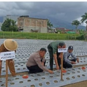 Wako Erman Safar Lakukan Penanaman Cabe dan Bawang di Kelurahan ABTB Kota Bukittinggi