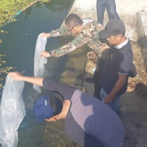 Rida Ananda Melepas 3000 Bibit Ikan Nilla Di.Embung Ampangan