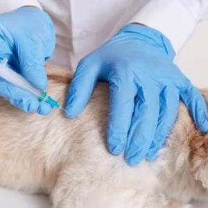 Pemko Bukittinggi Menghimbau Waspadai Rabies