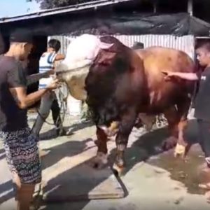 Bukittinggi Siapkan Kandidat Sapi Kurban Pilihan Presiden RI
