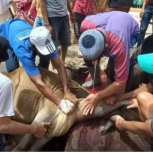 Gelar Sosialisasi ASUH Pemko Bukittinggi Siapkan Pelaksanaan Pemotongan Hewan Kurban