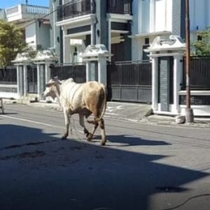 Menjelang Idul Adha Dinas Pertanian dan Pangan Bukittinggi Bentuk Tim Pengawas Hewan Kurban