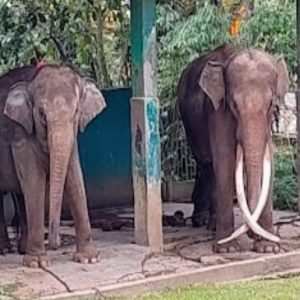 Kelalaian Instansi Pemerintah, Gajah Zidan Jadi Korban, Pemko Bukittinggi Angkat Bicara